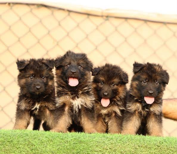 German Shepherd angle 3